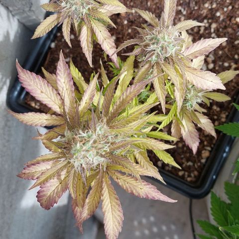 Auto power plant growlog timeline photo