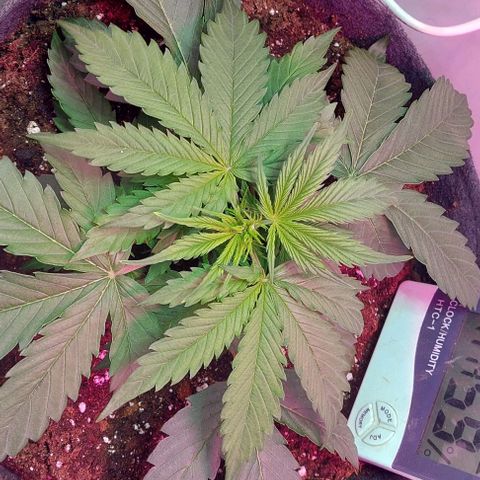 Jack herer growlog timeline photo