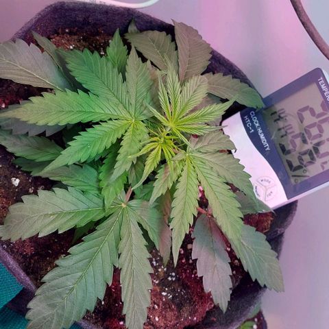 Jack herer growlog timeline photo