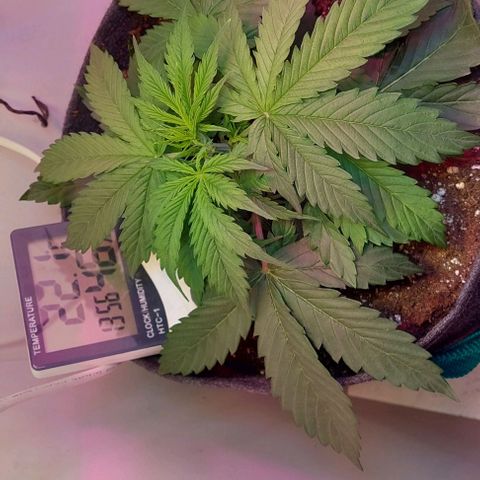 Jack herer growlog photo: Preflora