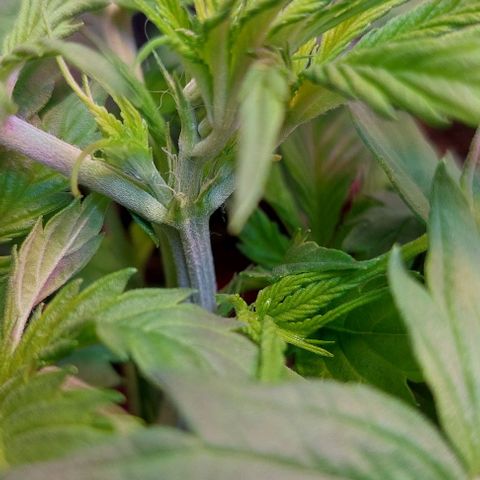 Jack herer growlog photo: Preflora
