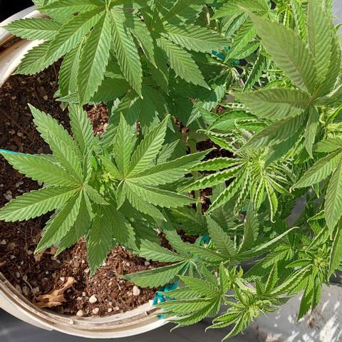 PURPLE DIESEL 2 growlog timeline photo