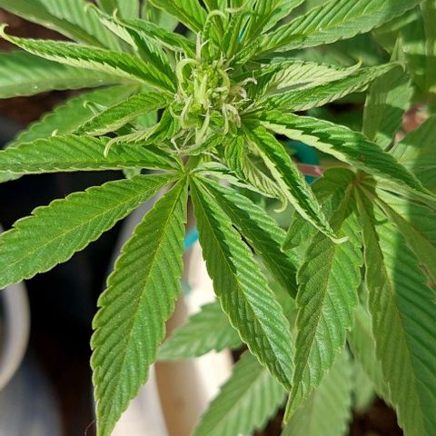 PURPLE DIESEL 2 growlog timeline photo