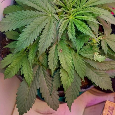 Jack herer growlog timeline photo