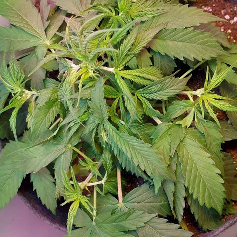 Jack herer growlog timeline photo