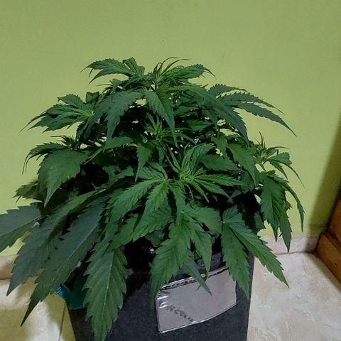 Jack herer growlog timeline photo