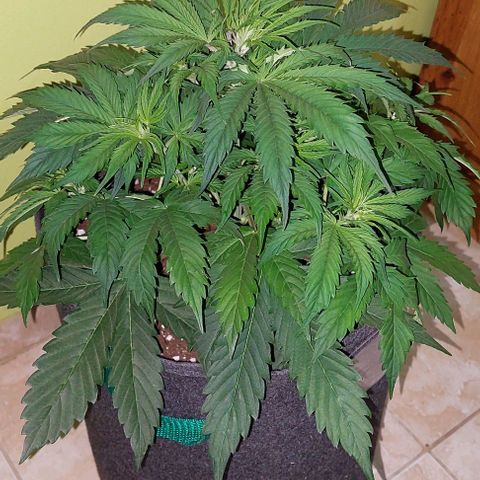 Jack herer growlog timeline photo