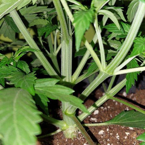 Jack herer growlog timeline photo