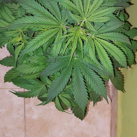 Jack herer growlog timeline photo