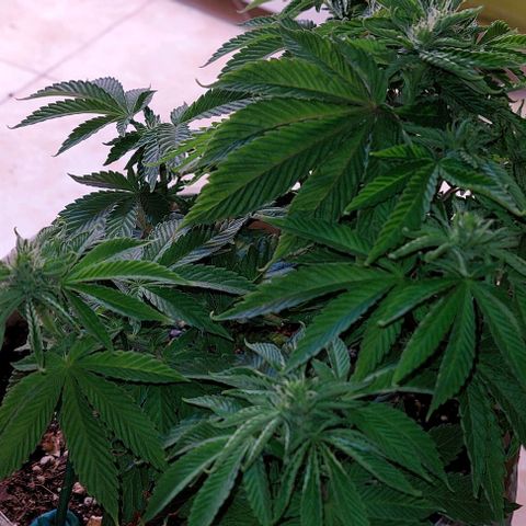 PURPLE DIESEL 2 growlog timeline photo