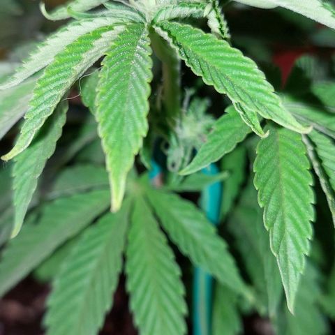 PURPLE DIESEL 2 growlog timeline photo