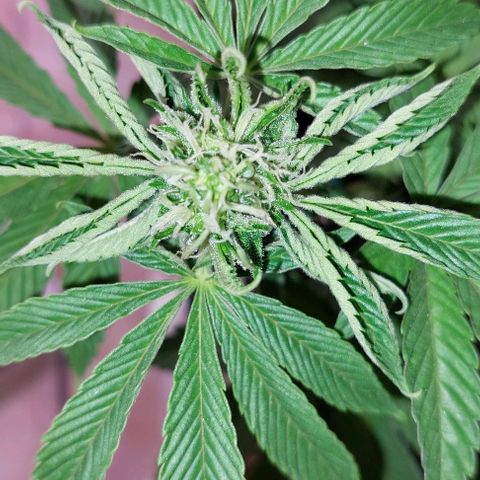 PURPLE DIESEL 2 growlog timeline photo