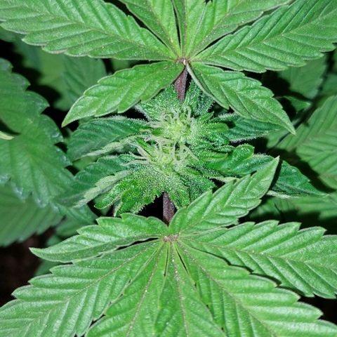 PURPLE DIESEL 2 growlog timeline photo