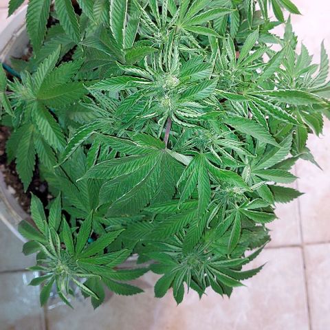 PURPLE DIESEL 2 growlog timeline photo