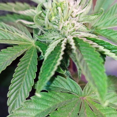 PURPLE DIESEL 2 growlog timeline photo