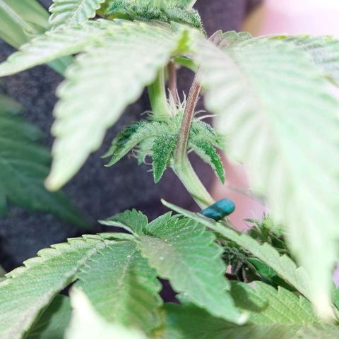 PURPLE DIESEL 2 growlog timeline photo