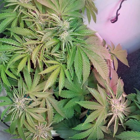 PURPLE DIESEL 2 growlog timeline photo
