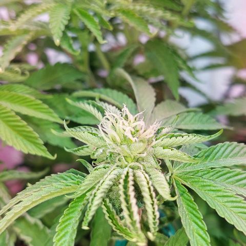 PURPLE DIESEL 2 growlog timeline photo