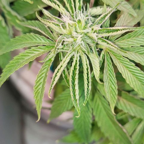 PURPLE DIESEL 2 growlog timeline photo