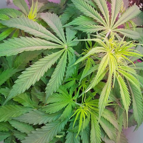 Jack herer growlog timeline photo