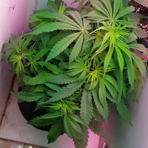 Jack herer growlog timeline photo