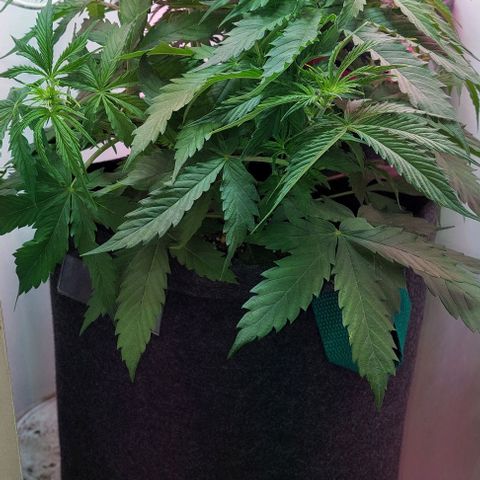 Jack herer growlog timeline photo