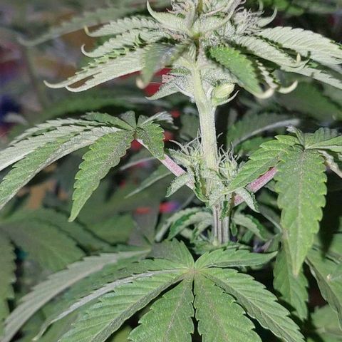 PURPLE DIESEL 2 growlog timeline photo