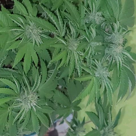 PURPLE DIESEL 2 growlog timeline photo