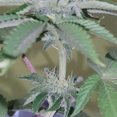 PURPLE DIESEL 2 growlog timeline photo