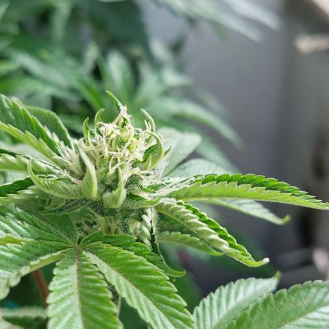 PURPLE DIESEL 2 growlog timeline photo