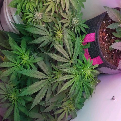 Jack herer growlog timeline photo
