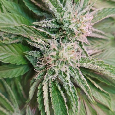 PURPLE DIESEL 2 growlog photo: Un poco de hojas en mi resina