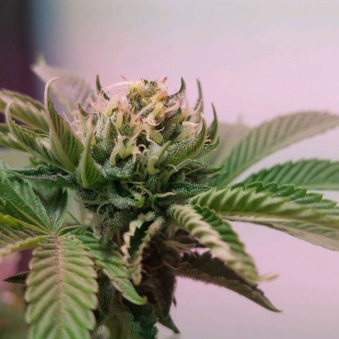 PURPLE DIESEL 2 growlog photo: Un poco de hojas en mi resina
