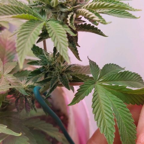 PURPLE DIESEL 2 growlog photo: Un poco de hojas en mi resina