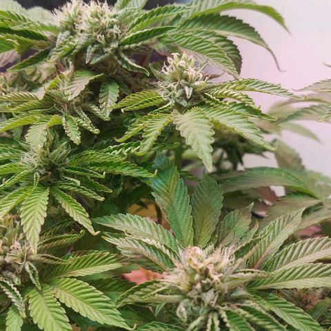 PURPLE DIESEL 2 growlog photo: Un poco de hojas en mi resina
