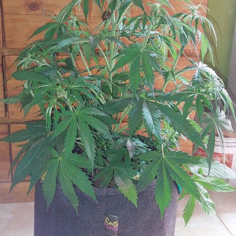 Jack herer growlog timeline photo