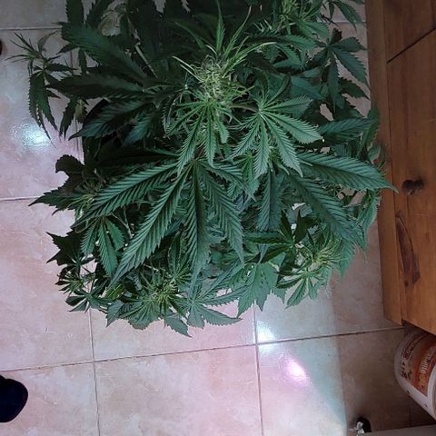 Jack herer growlog timeline photo