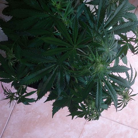 Jack herer growlog timeline photo