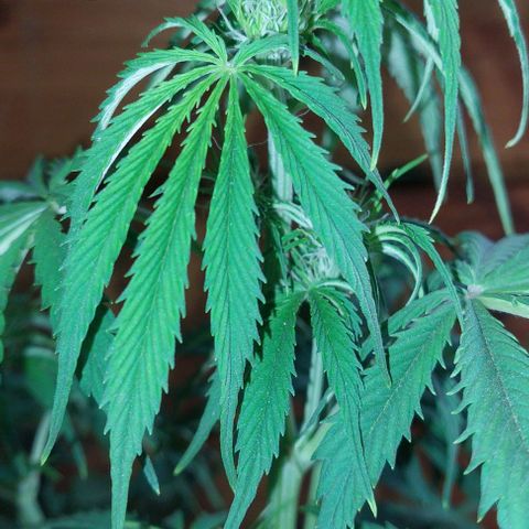 Jack herer growlog timeline photo