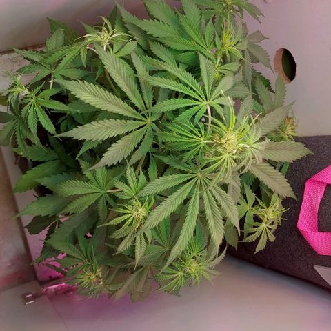 Jack herer growlog timeline photo
