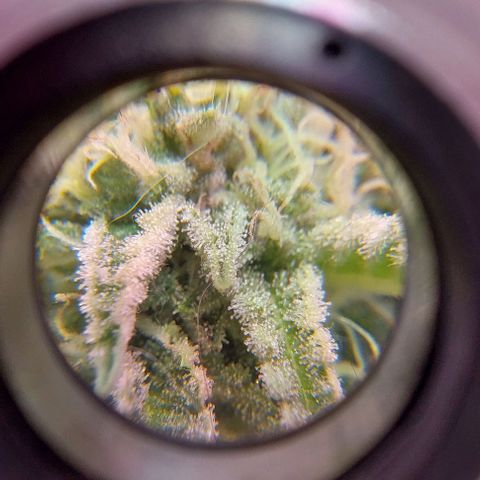 PURPLE DIESEL 2 growlog timeline photo