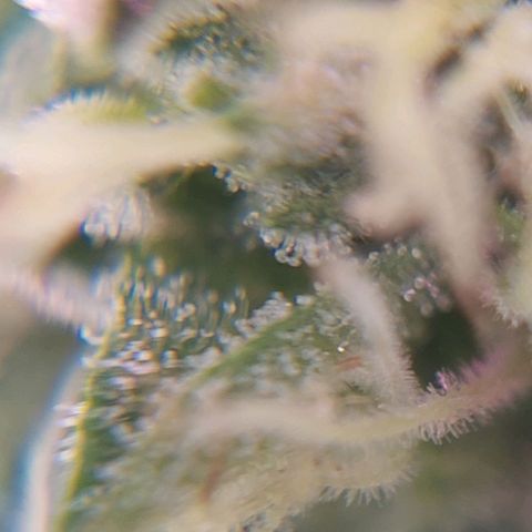PURPLE DIESEL 2 growlog timeline photo