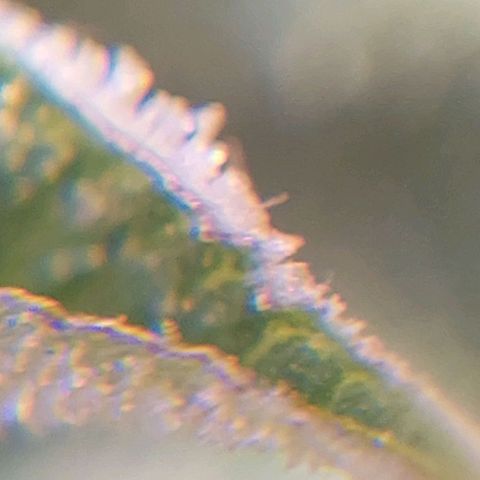 PURPLE DIESEL 2 growlog timeline photo