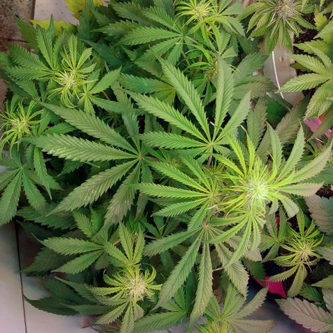 Jack herer growlog timeline photo