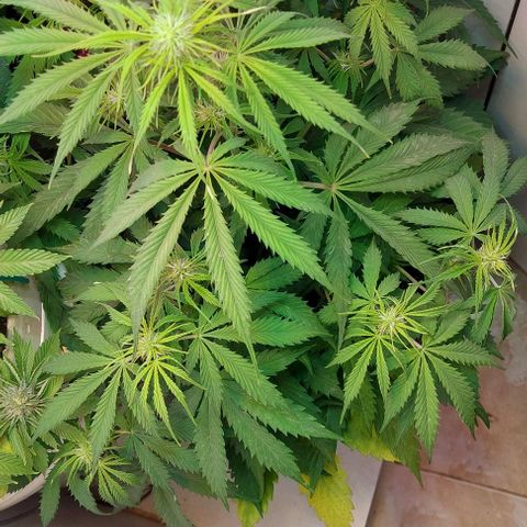 Jack herer growlog timeline photo