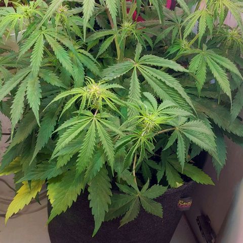 Jack herer growlog timeline photo