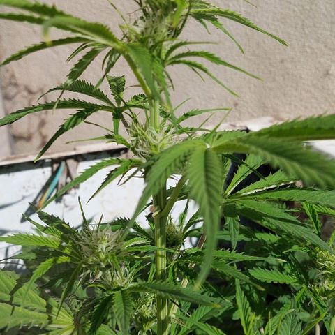 Jack herer growlog timeline photo
