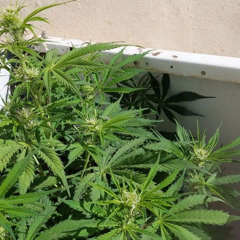 Jack herer growlog timeline photo