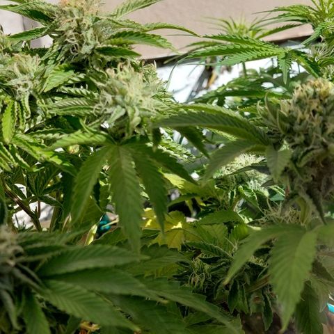 PURPLE DIESEL 2 growlog timeline photo