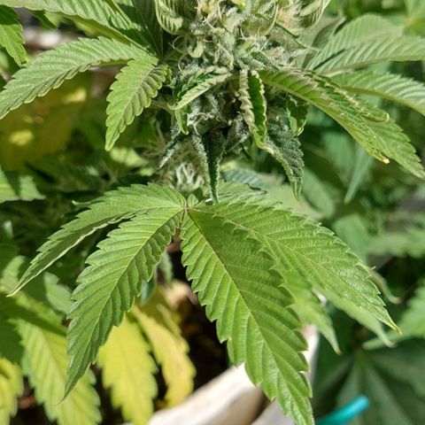 PURPLE DIESEL 2 growlog timeline photo